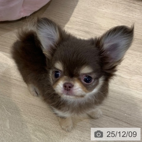 東京都のチワワ(ロング) (ペットプラス アクアシティお台場店/2025年9月28日生まれ/男の子/チョコレートタン)の子犬の4枚目の画像