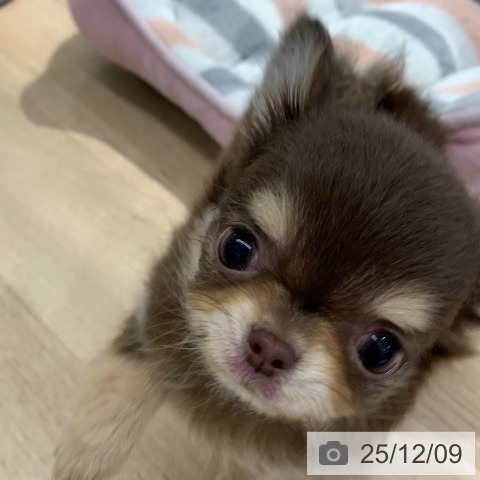 東京都のチワワ(ロング) (ペットプラス アクアシティお台場店/2025年9月28日生まれ/男の子/チョコレートタン)の子犬の3枚目の画像