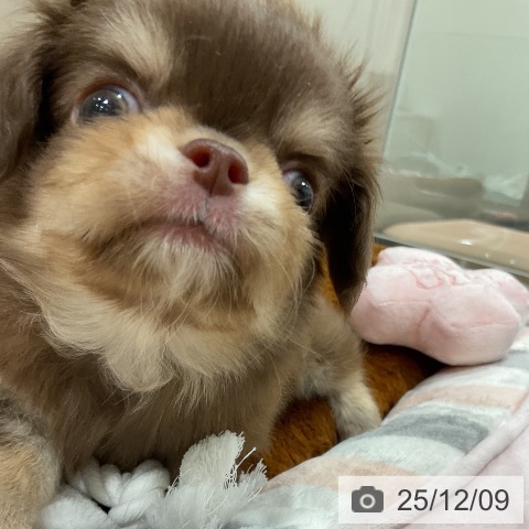 埼玉県のチワワ(ロング) (ペッツワン 吉川美南店/2025年10月3日生まれ/男の子/チョコレートタンホワイト)の子犬の3枚目の画像