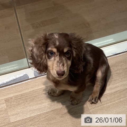 東京都のミニチュアダックスフンド(ロング) (ペットプラス 東久留米店/2025年10月6日生まれ/男の子/チョコレートダップル)の子犬の3枚目の画像