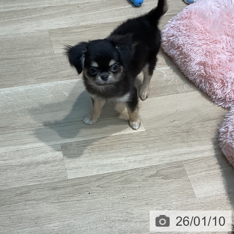 埼玉県のチワワ(ロング) (ペットプラス ららぽーと新三郷店/2025年10月8日生まれ/男の子/ブラックタン)の子犬の3枚目の画像