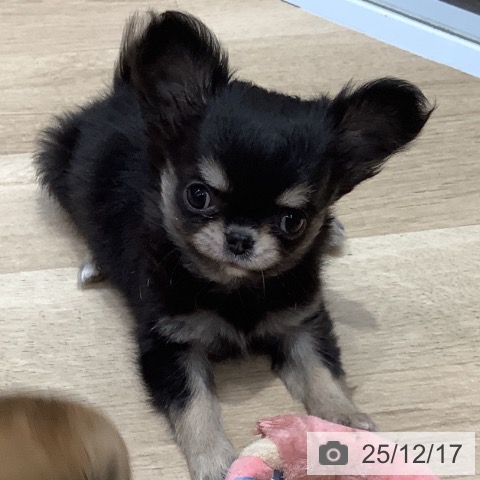 埼玉県のチワワ(ロング) (ペットプラス ららぽーと富士見店/2025年10月8日生まれ/女の子/ブラックタン)の子犬の3枚目の画像