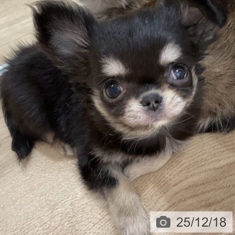 埼玉県のチワワ(ロング) (ペットプラス ららぽーと富士見店/2025年10月8日生まれ/女の子/ブラックタン)の子犬の3枚目の画像