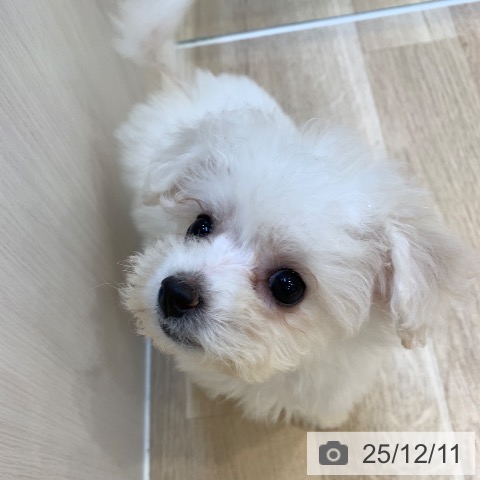 ビション・フリーゼの写真