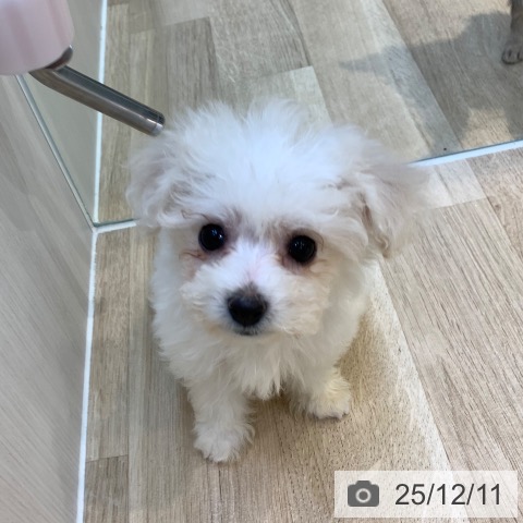 ビション・フリーゼの写真