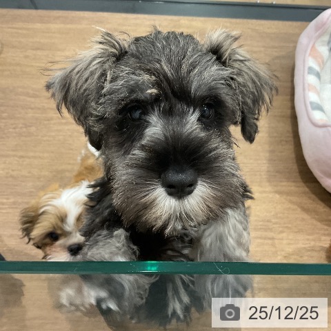 埼玉県のミニチュアシュナウザー (ペッツワン 吉川美南店/2025年10月8日生まれ/男の子/ソルトペッパー)の子犬の3枚目の画像