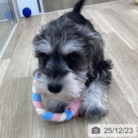 山梨県のミニチュアシュナウザー (ペットプラス 甲府国母店/2025年10月8日生まれ/男の子/ソルトペッパー)の子犬の4枚目の画像