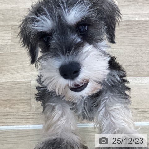 山梨県のミニチュアシュナウザー (ペットプラス 甲府国母店/2025年10月8日生まれ/男の子/ソルトペッパー)の子犬の3枚目の画像