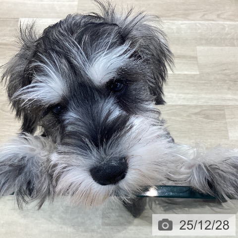 ミニチュア・シュナウザーの写真