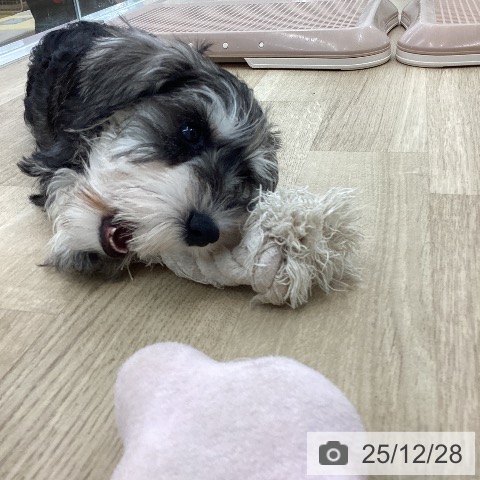 ミニチュア・シュナウザーの写真