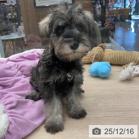 埼玉県のミニチュアシュナウザー (ペットプラス 上尾店/2025年10月8日生まれ/男の子/ソルトペッパー)の子犬の4枚目の画像