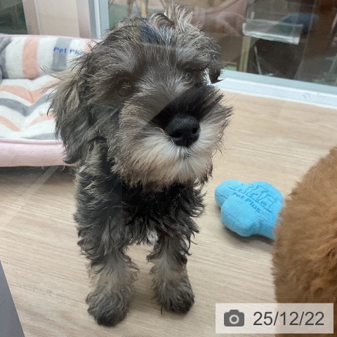 埼玉県のミニチュアシュナウザー (ペットプラス 上尾店/2025年10月8日生まれ/男の子/ソルトペッパー)の子犬の4枚目の画像