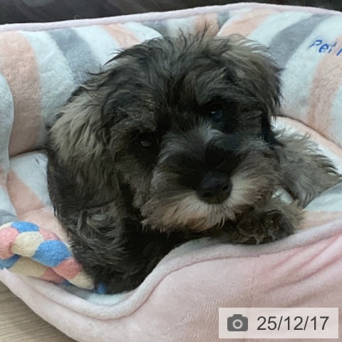 埼玉県のミニチュアシュナウザー (ペットプラス 上尾店/2025年10月8日生まれ/男の子/ソルトペッパー)の子犬の3枚目の画像