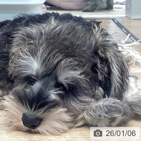 神奈川県のミニチュアシュナウザー (ペットプラス 座間店/2025年10月8日生まれ/女の子/ソルトペッパー)の子犬の4枚目の画像