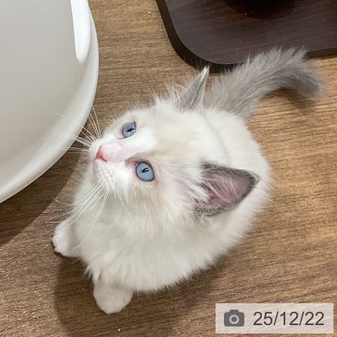 埼玉県のラグドール (ペッツワン 吉川美南店/2025年10月8日生まれ/男の子/ブルーポイントバイカラー)の子猫の4枚目の画像