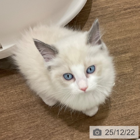 埼玉県のラグドール (ペッツワン 吉川美南店/2025年10月8日生まれ/男の子/ブルーポイントバイカラー)の子猫の3枚目の画像