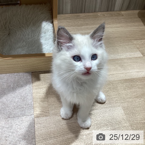 千葉県のラグドール (ペットプラス 木更津店/2025年10月8日生まれ/男の子/ブルーポイントバイカラー)の子猫の4枚目の画像