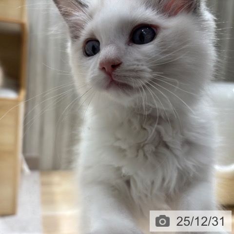 千葉県のラグドール (ペットプラス 木更津店/2025年10月8日生まれ/男の子/ブルーポイントバイカラー)の子猫の4枚目の画像