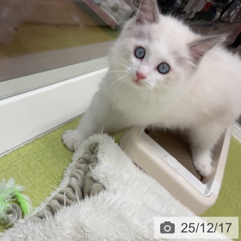 千葉県のラグドール (ペットプラス 成田店/2025年10月8日生まれ/男の子/ブルーポイントバイカラー)の子猫の3枚目の画像