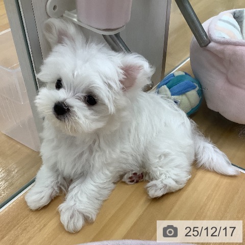 長野県のマルチーズ (ペットプラス 松本店/2025年10月8日生まれ/男の子/ホワイト)の子犬の3枚目の画像