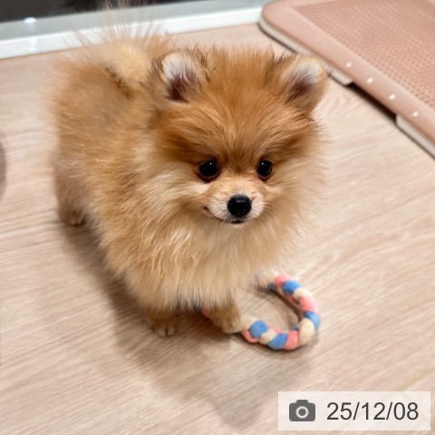 ポメラニアンの写真