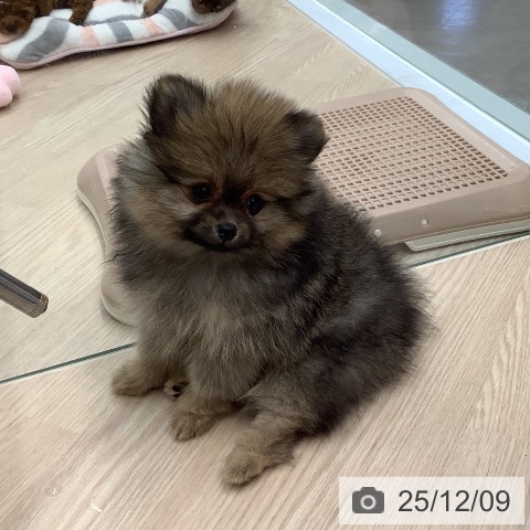 ポメラニアンの写真