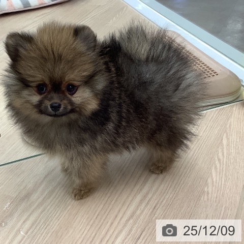 ポメラニアンの写真