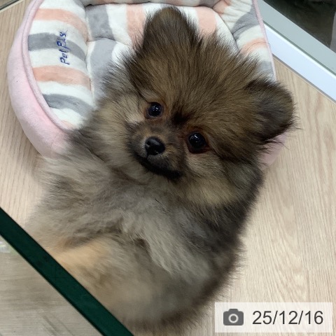 埼玉県のポメラニアン (ペットプラス 川口店/2025年10月8日生まれ/女の子/オレンジセーブル)の子犬の3枚目の画像