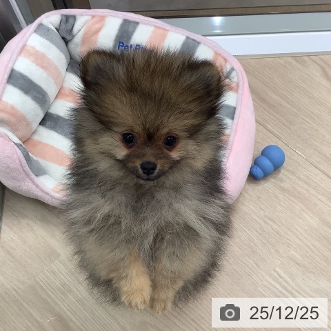 埼玉県のポメラニアン (ペットプラス 川口店/2025年10月8日生まれ/女の子/オレンジセーブル)の子犬の3枚目の画像