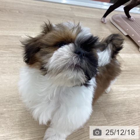 山梨県のシーズー (ペットプラス 甲府国母店/2025年10月6日生まれ/男の子/ゴールドホワイト)の子犬の4枚目の画像