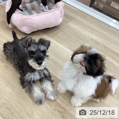 山梨県のシーズー (ペットプラス 甲府国母店/2025年10月6日生まれ/男の子/ゴールドホワイト)の子犬の3枚目の画像