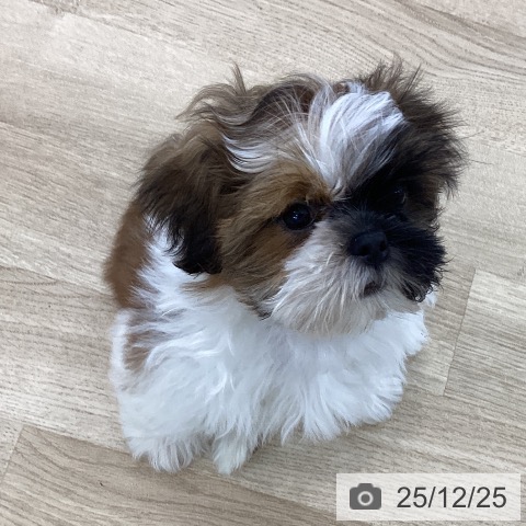 山梨県のシーズー (ペットプラス 甲府国母店/2025年10月6日生まれ/男の子/ゴールドホワイト)の子犬の3枚目の画像