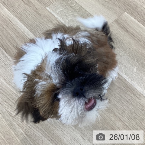 山梨県のシーズー (ペットプラス 甲府国母店/2025年10月6日生まれ/男の子/ゴールドホワイト)の子犬の3枚目の画像