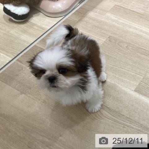 宮城県のシーズー (ペットプラス 仙台上杉店/2025年10月6日生まれ/男の子/ゴールドホワイト)の子犬の4枚目の画像