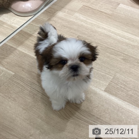 宮城県のシーズー (ペットプラス 仙台上杉店/2025年10月6日生まれ/男の子/ゴールドホワイト)の子犬の3枚目の画像