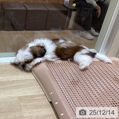 宮城県のシーズー (ペットプラス 仙台上杉店/2025年10月6日生まれ/男の子/ゴールドホワイト)の子犬の3枚目の画像