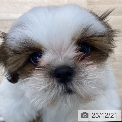 宮城県のシーズー (ペットプラス 仙台上杉店/2025年10月6日生まれ/男の子/ゴールドホワイト)の子犬の3枚目の画像