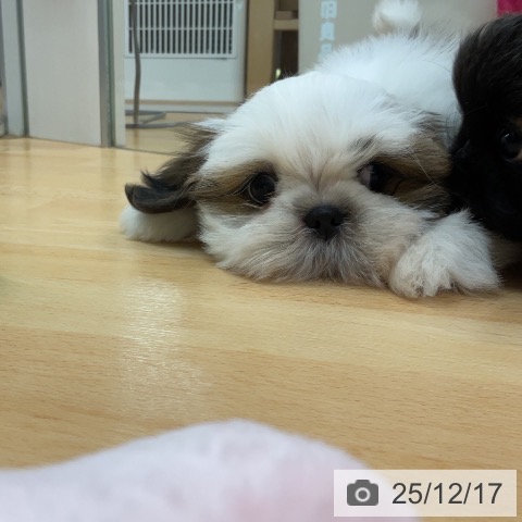 埼玉県のシーズー (ペットプラス 浦和美園店/2025年10月6日生まれ/男の子/ゴールドホワイト)の子犬の4枚目の画像