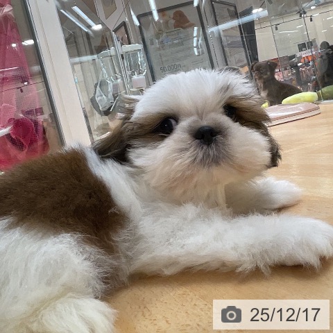 埼玉県のシーズー (ペットプラス 浦和美園店/2025年10月6日生まれ/男の子/ゴールドホワイト)の子犬の3枚目の画像