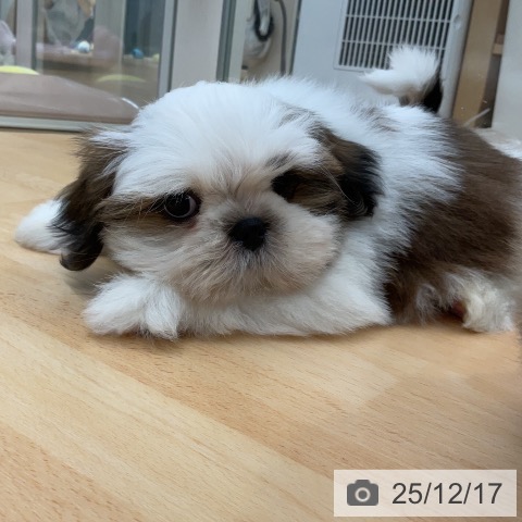 埼玉県のシーズー (ペットプラス 川口店/2025年10月6日生まれ/男の子/ゴールドホワイト)の子犬の3枚目の画像