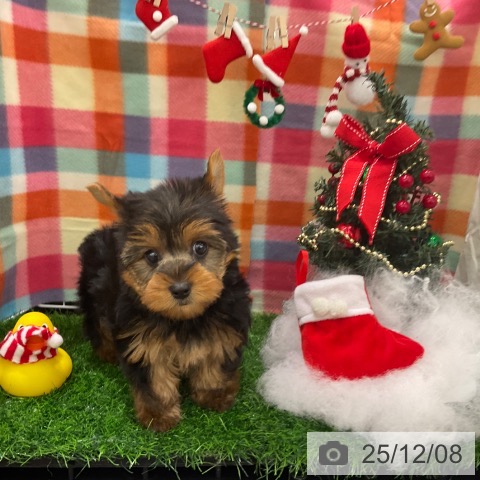 ヨークシャー・テリアの写真