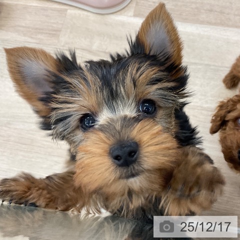 千葉県のヨークシャーテリア (ペットプラス コトエ流山おおたかの森店/2025年9月22日生まれ/女の子/スチールブルータン)の子犬の3枚目の画像