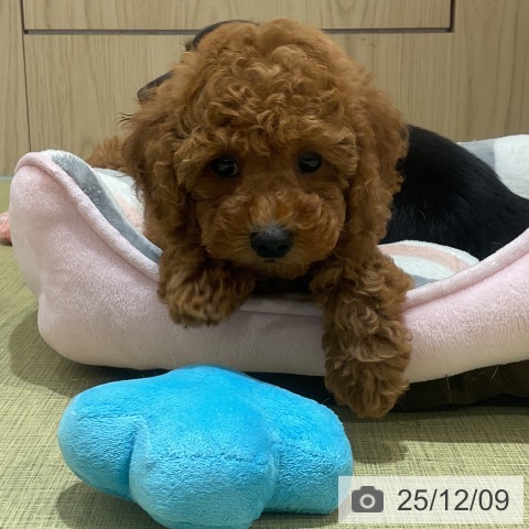 トイ・プードルの写真