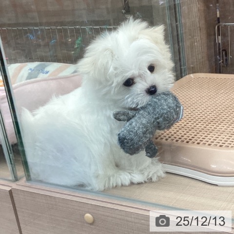 マルチーズの写真