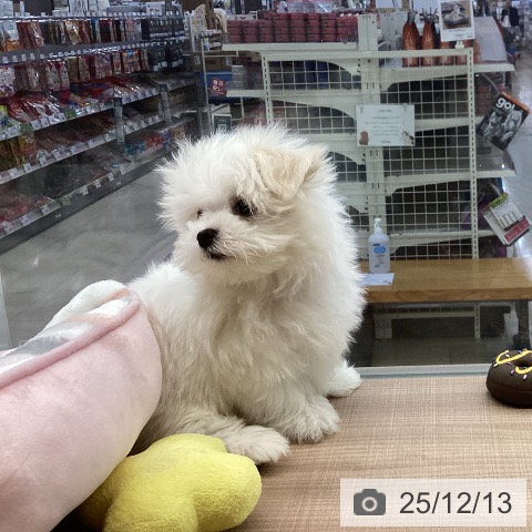 マルチーズの写真