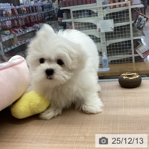 マルチーズの写真