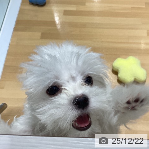 神奈川県のマルチーズ (ペットプラス ビアレ横浜店/2025年10月5日生まれ/男の子/ホワイト)の子犬の4枚目の画像