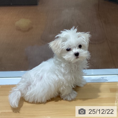 神奈川県のマルチーズ (ペットプラス ビアレ横浜店/2025年10月5日生まれ/男の子/ホワイト)の子犬の3枚目の画像