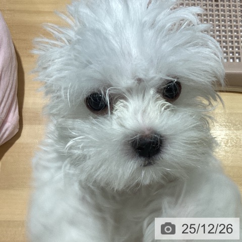 神奈川県のマルチーズ (ペットプラス ビアレ横浜店/2025年10月5日生まれ/男の子/ホワイト)の子犬の3枚目の画像