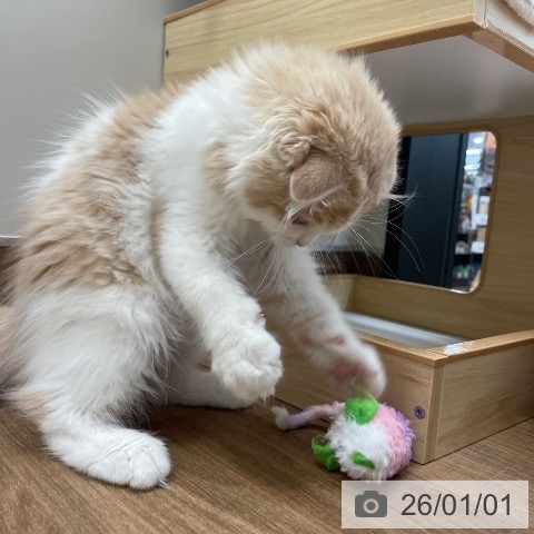 スコティッシュフォールドの写真